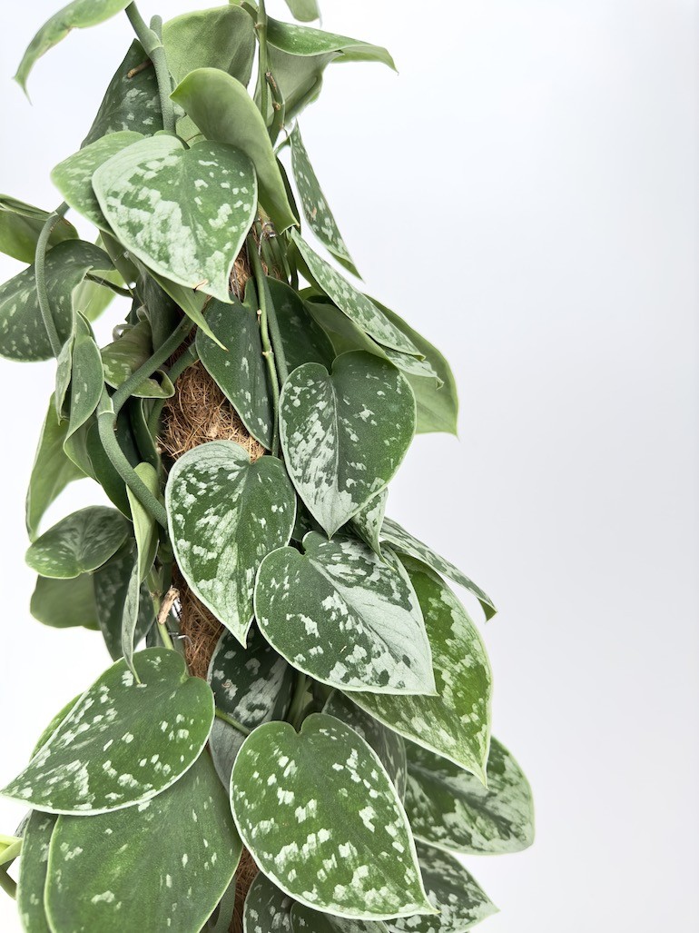 Scindapsus Silvery Ann