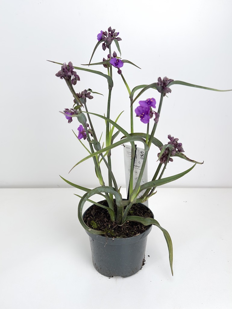 Tradescantia Js Brainstorm