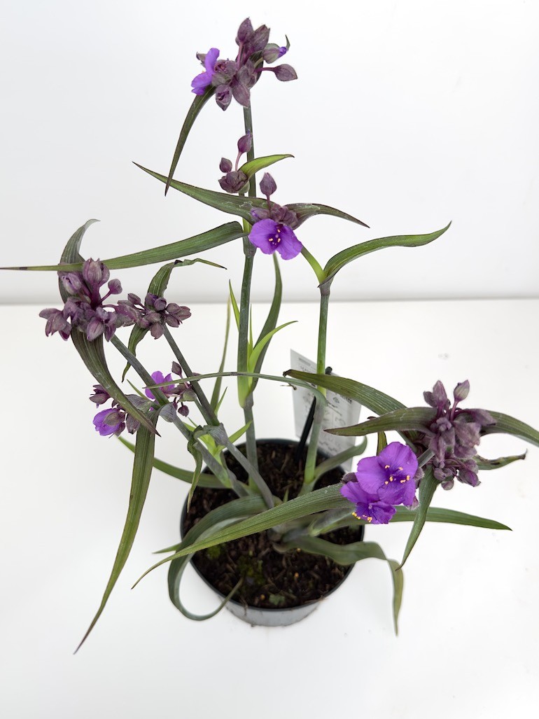 Tradescantia Js Brainstorm