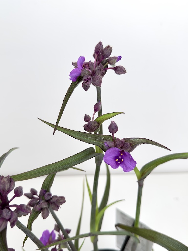 Tradescantia Js Brainstorm