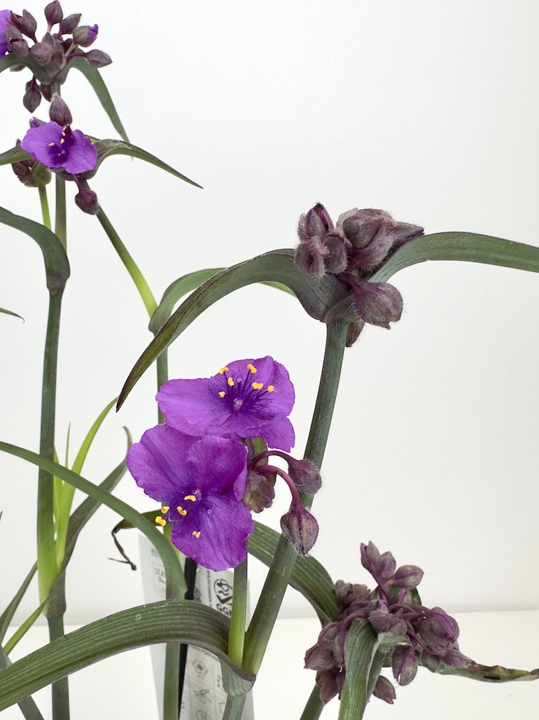 Tradescantia Js Brainstorm