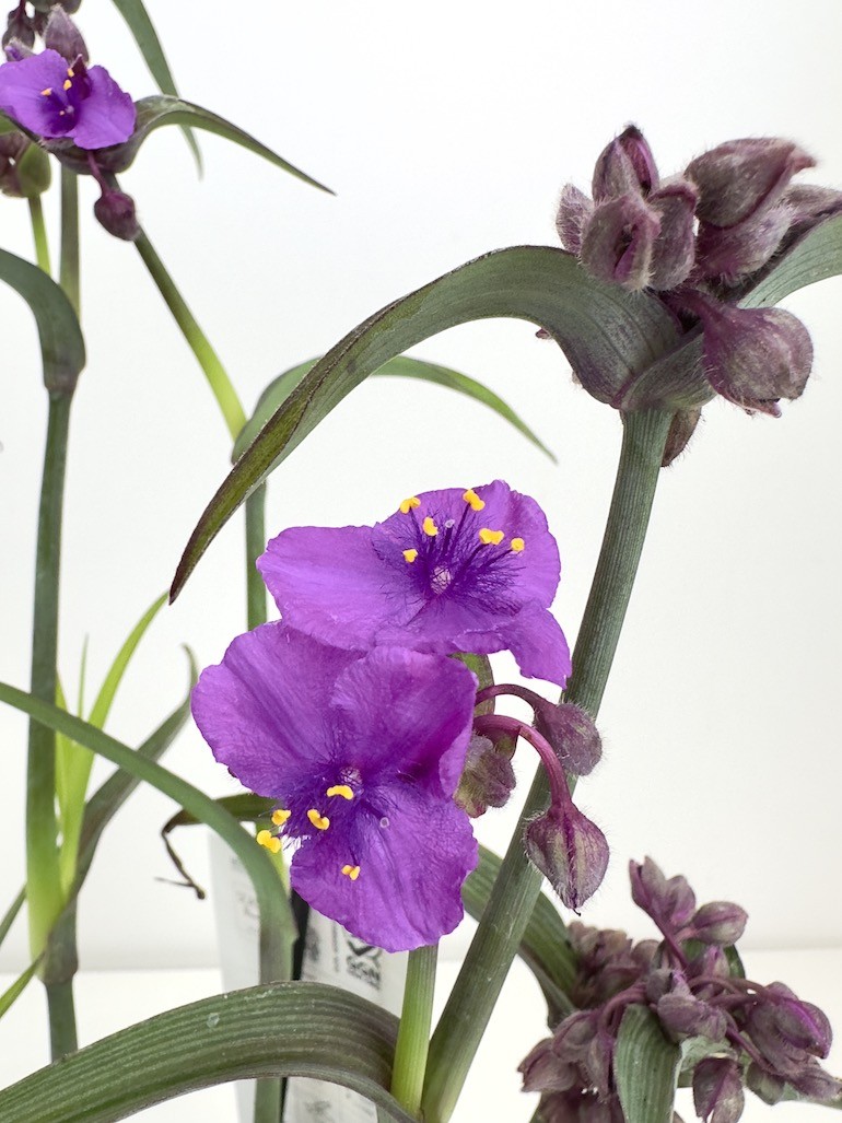 Tradescantia Js Brainstorm