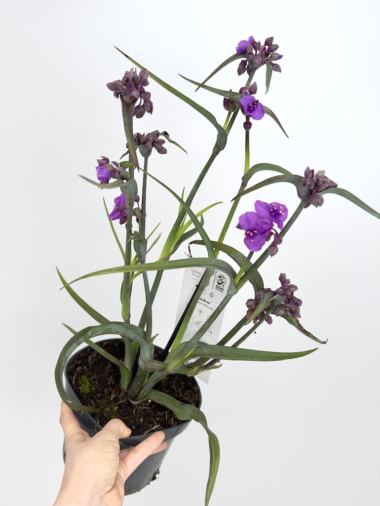 Tradescantia Js Brainstorm