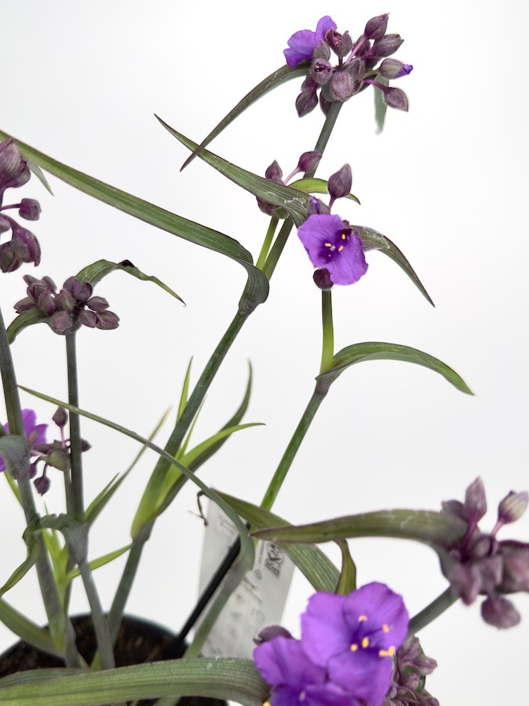 Tradescantia Js Brainstorm