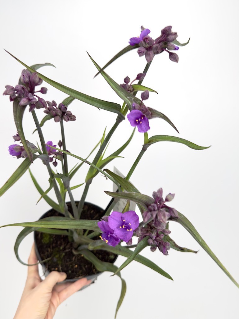 Tradescantia Js Brainstorm