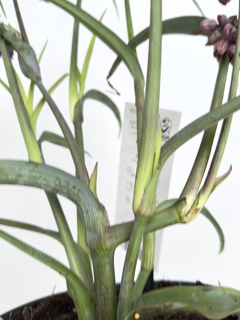 Tradescantia Js Brainstorm