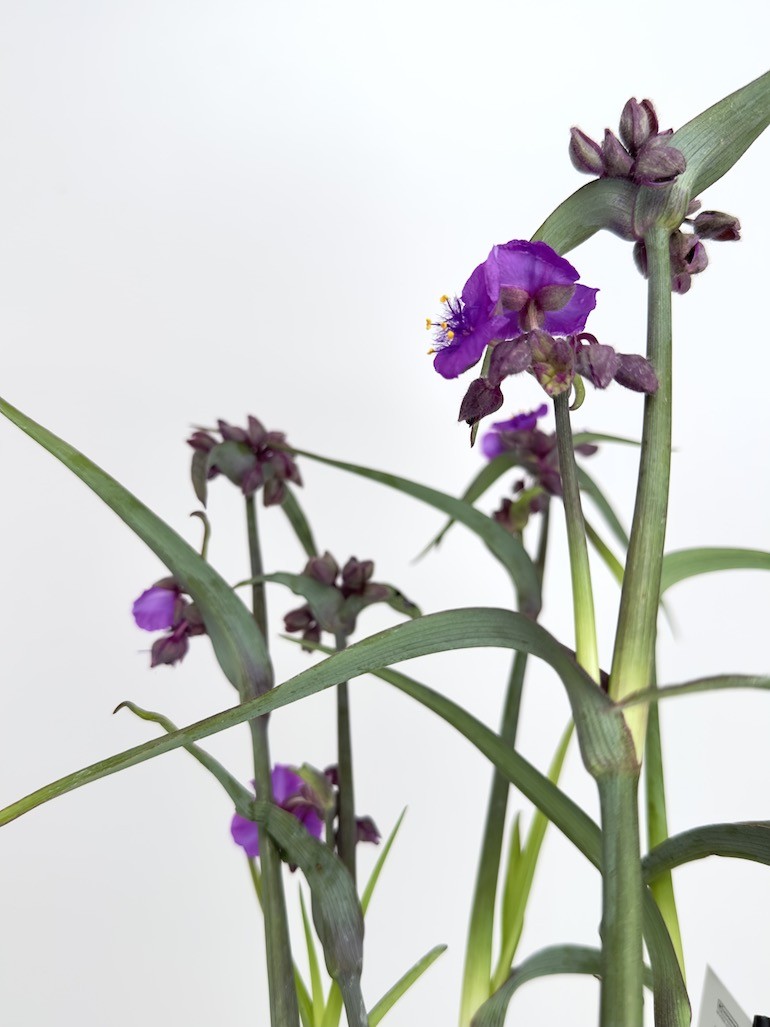 Tradescantia Js Brainstorm