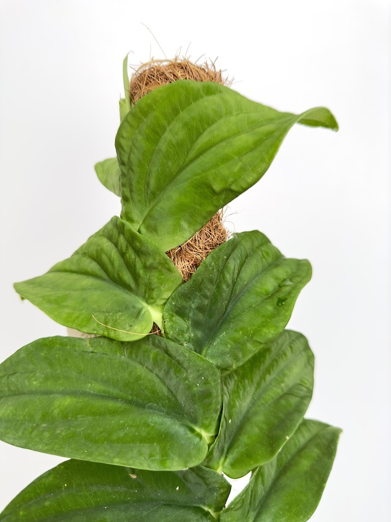 Rhaphidophora Korthalsii Sadzonka cięta