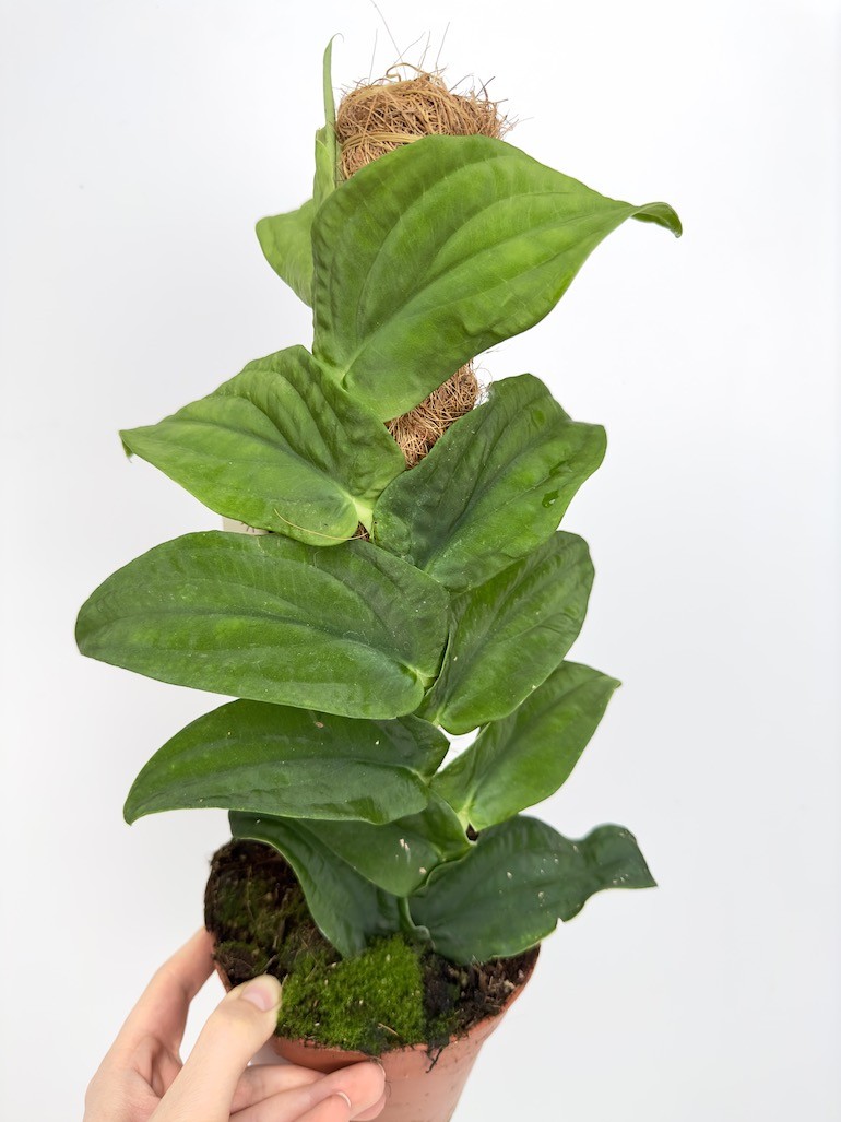 Rhaphidophora Korthalsii Sadzonka cięta