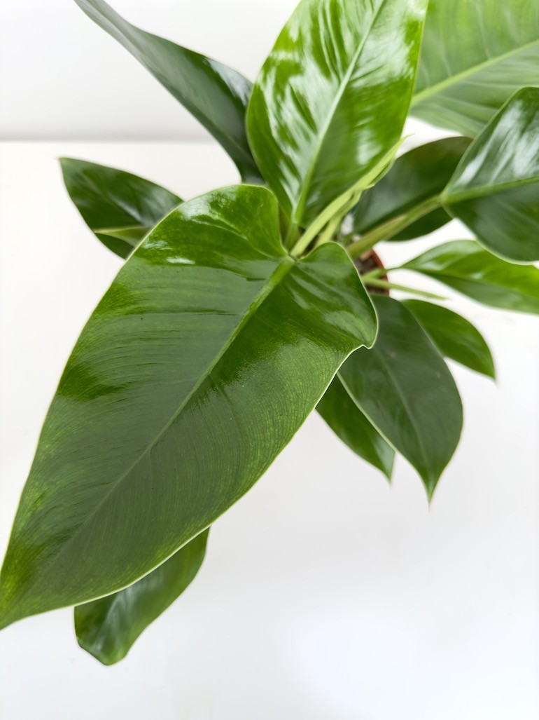 Philodendron Green Princess