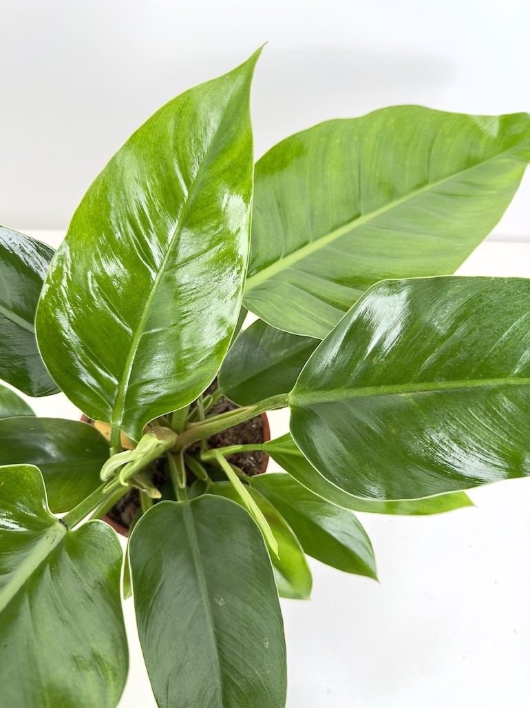 Philodendron Green Princess