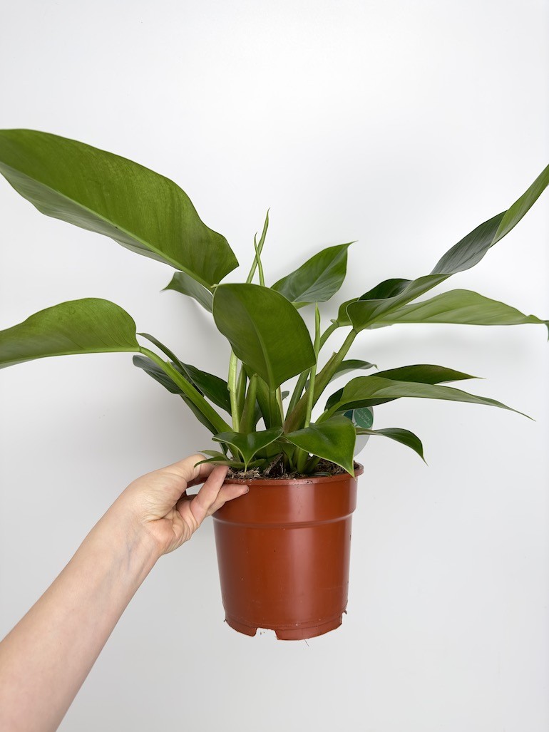Philodendron Green Princess