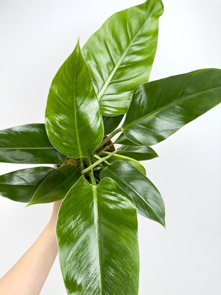 Philodendron Green Princess