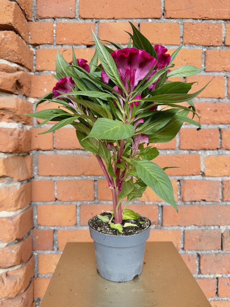 Celosia Cristata Twisted