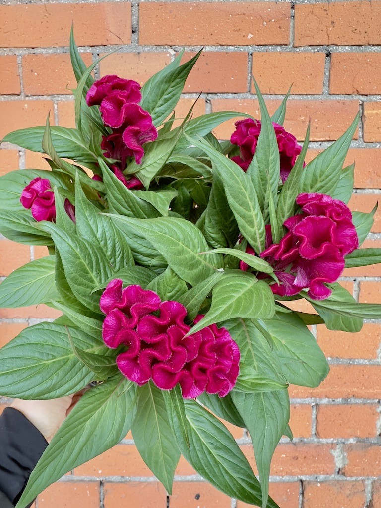 Celosia Cristata Twisted