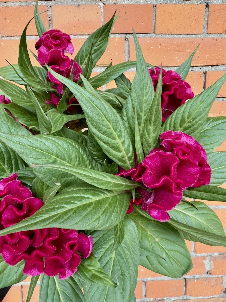 Celosia Cristata Twisted