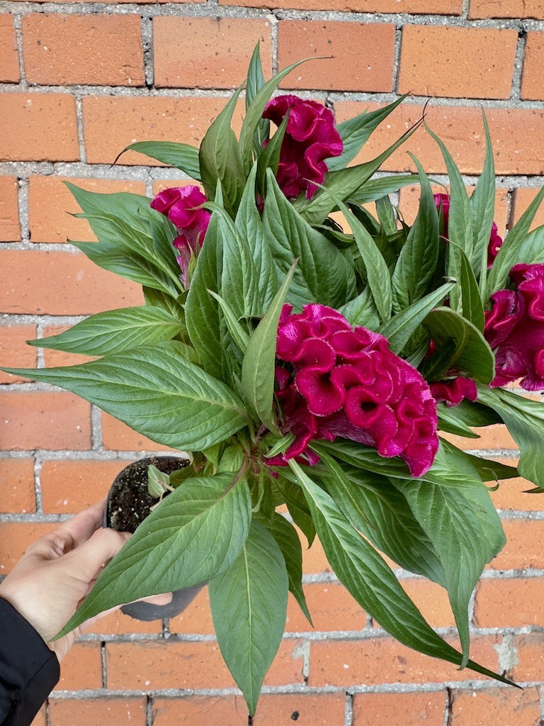 Celosia Cristata Twisted