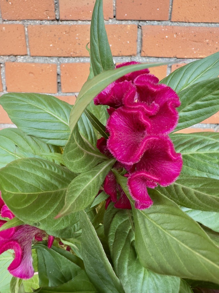 Celosia Cristata Twisted