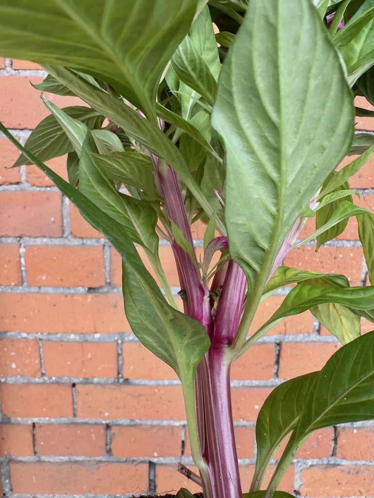Celosia Cristata Twisted