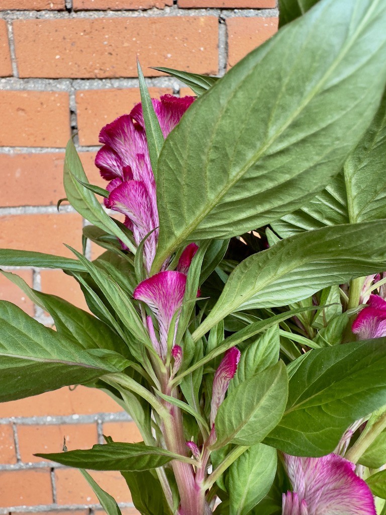 Celosia Cristata Twisted
