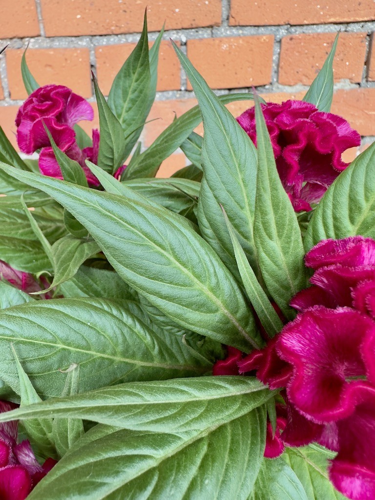 Celosia Cristata Twisted