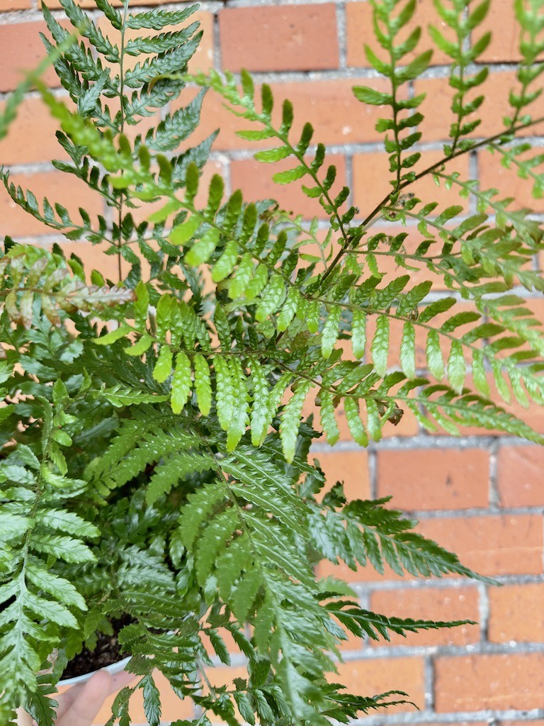 Paproć do ogrodu Oczyszcza powietrze