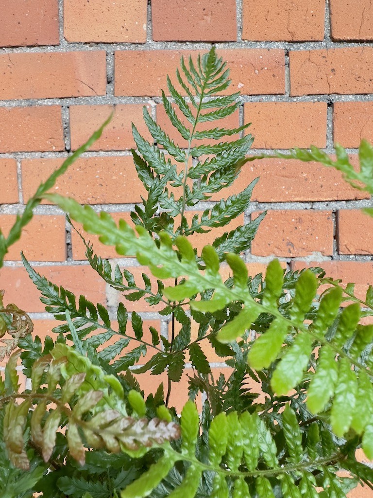 Paproć do ogrodu Oczyszcza powietrze