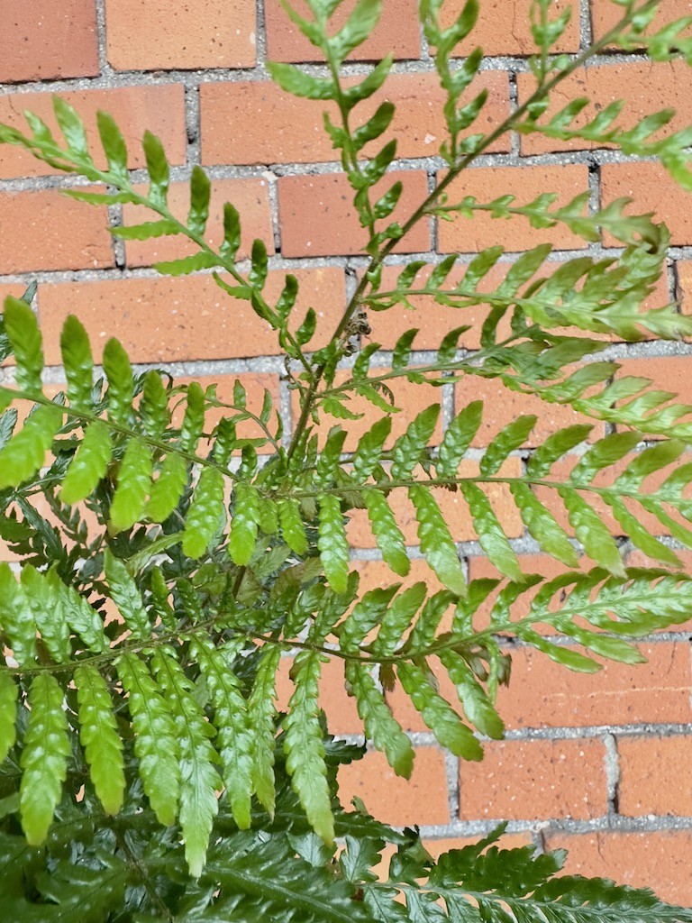 Paproć do ogrodu Oczyszcza powietrze