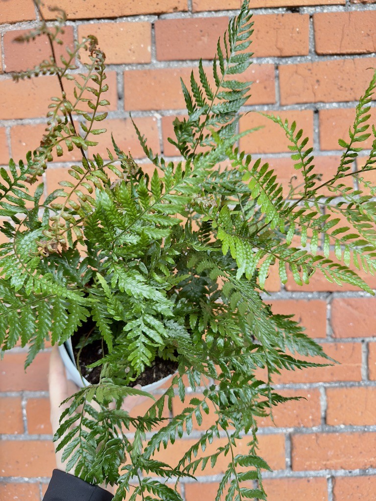 Paproć do ogrodu Oczyszcza powietrze