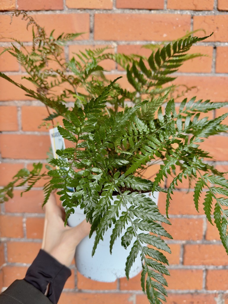 Paproć do ogrodu Oczyszcza powietrze