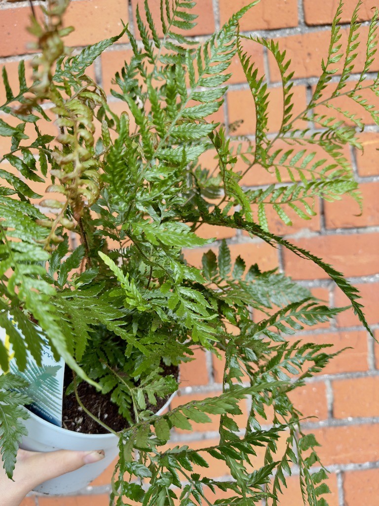 Paproć do ogrodu Oczyszcza powietrze