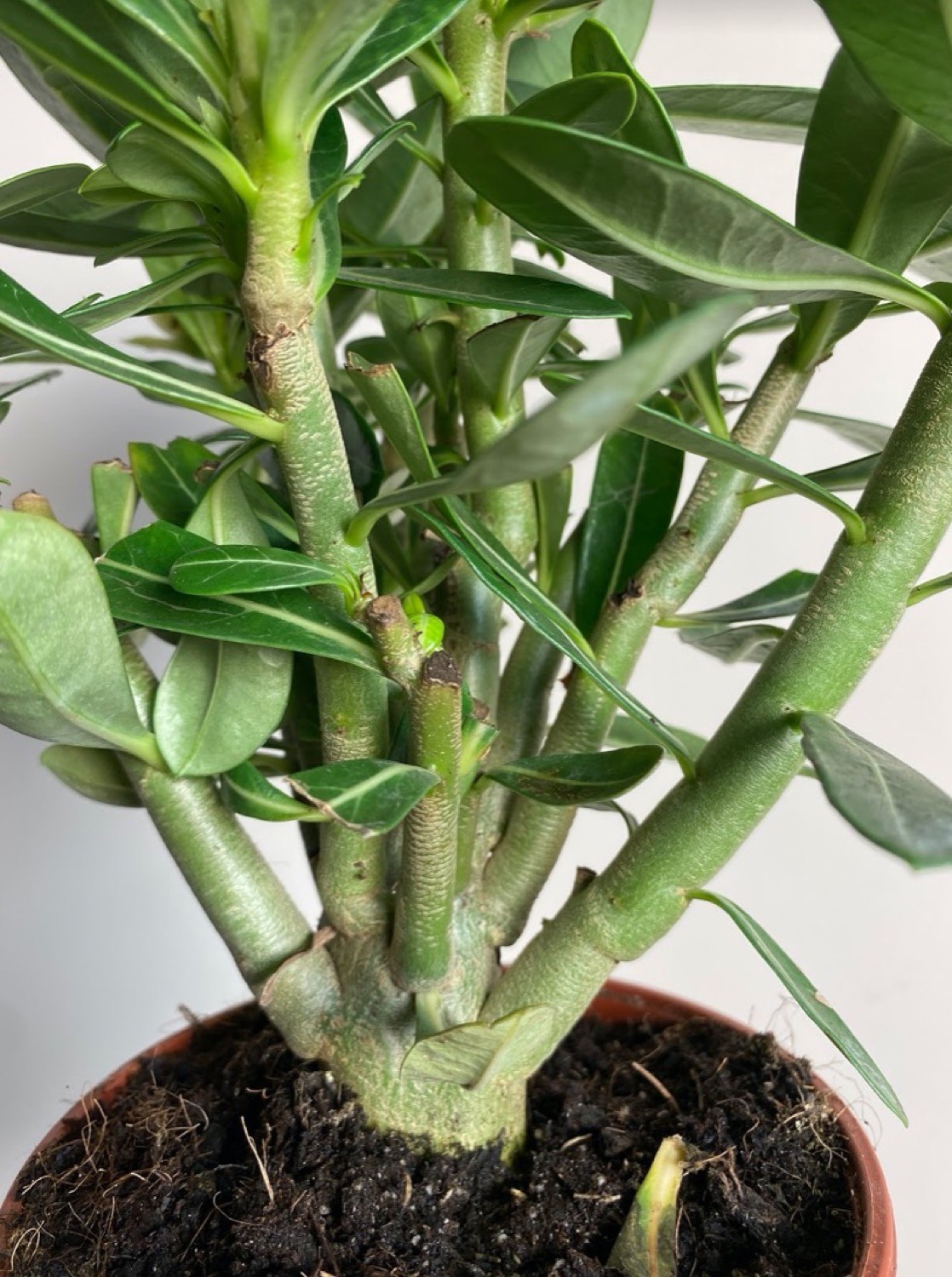 Adenium Anouk