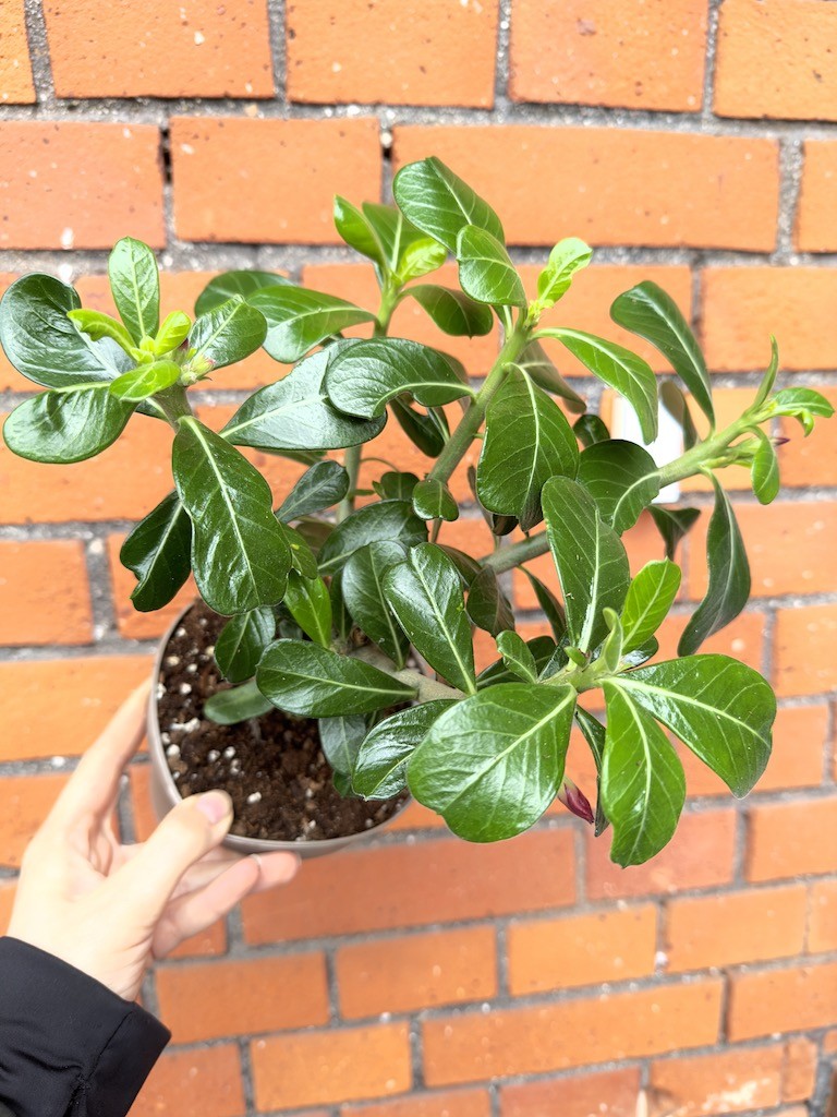 Adenium Anouk