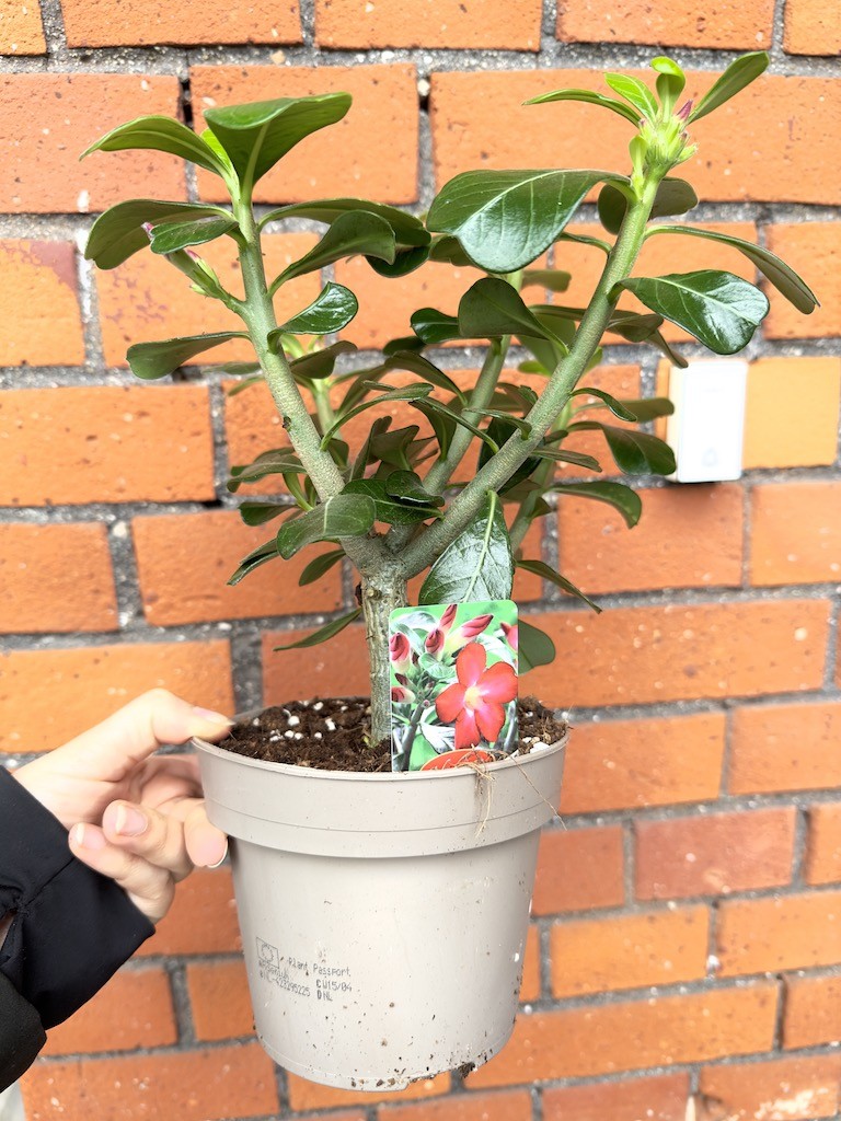 Adenium Anouk