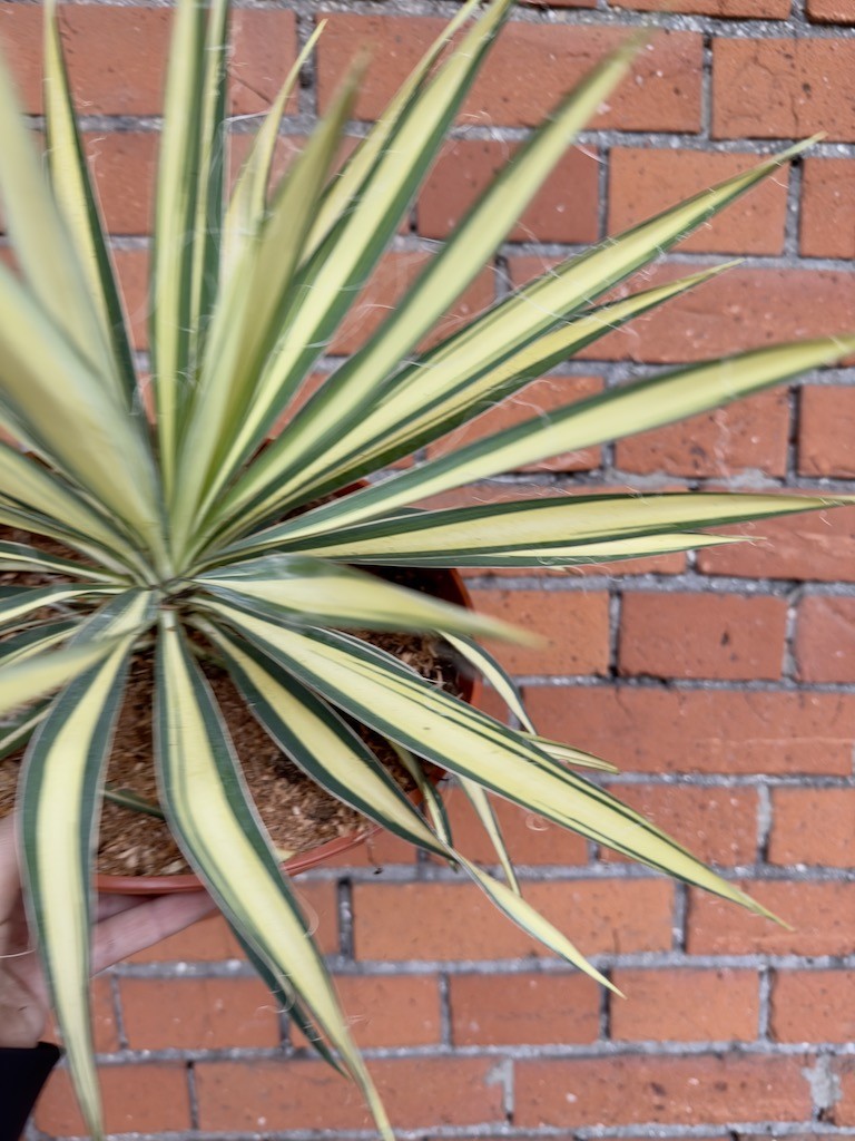 Yucca filamentosa, Golden Sword