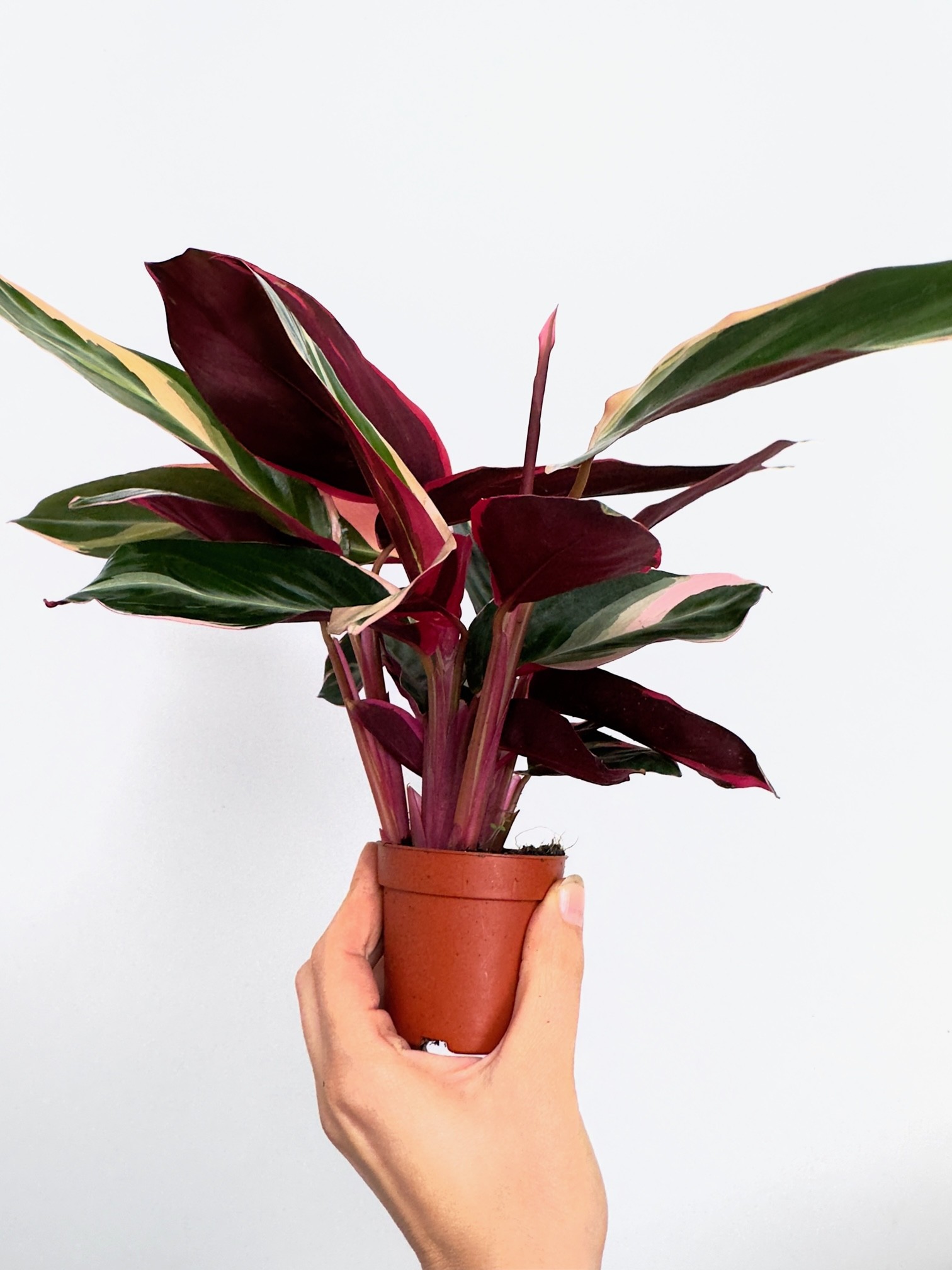 Stromanthe Triostar
