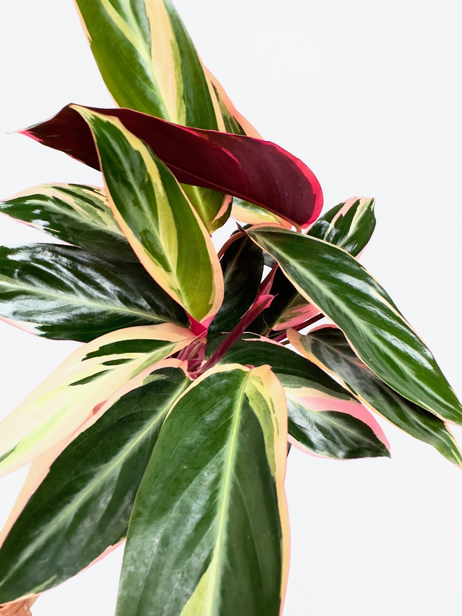 Stromanthe Triostar