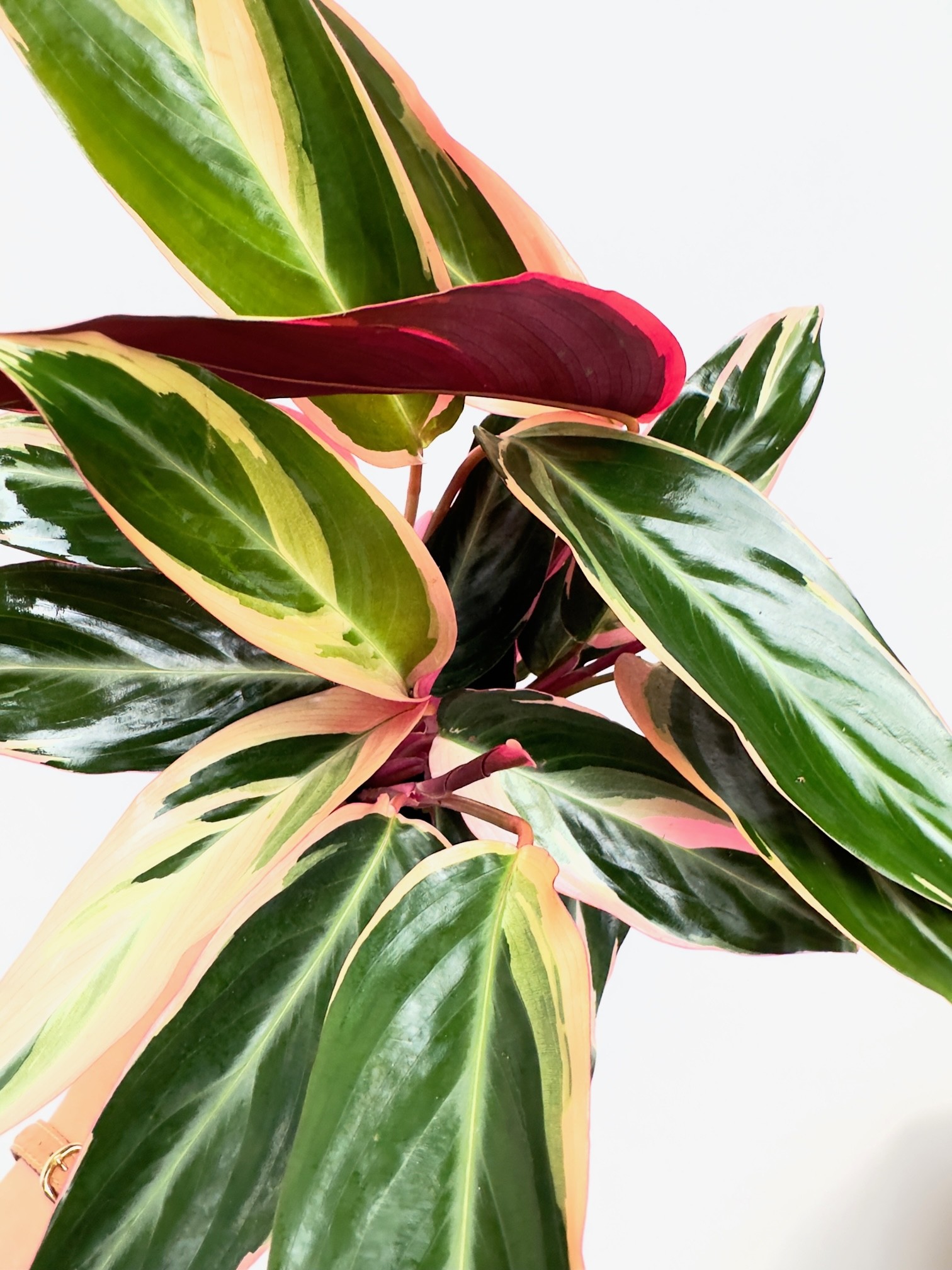 Stromanthe Triostar