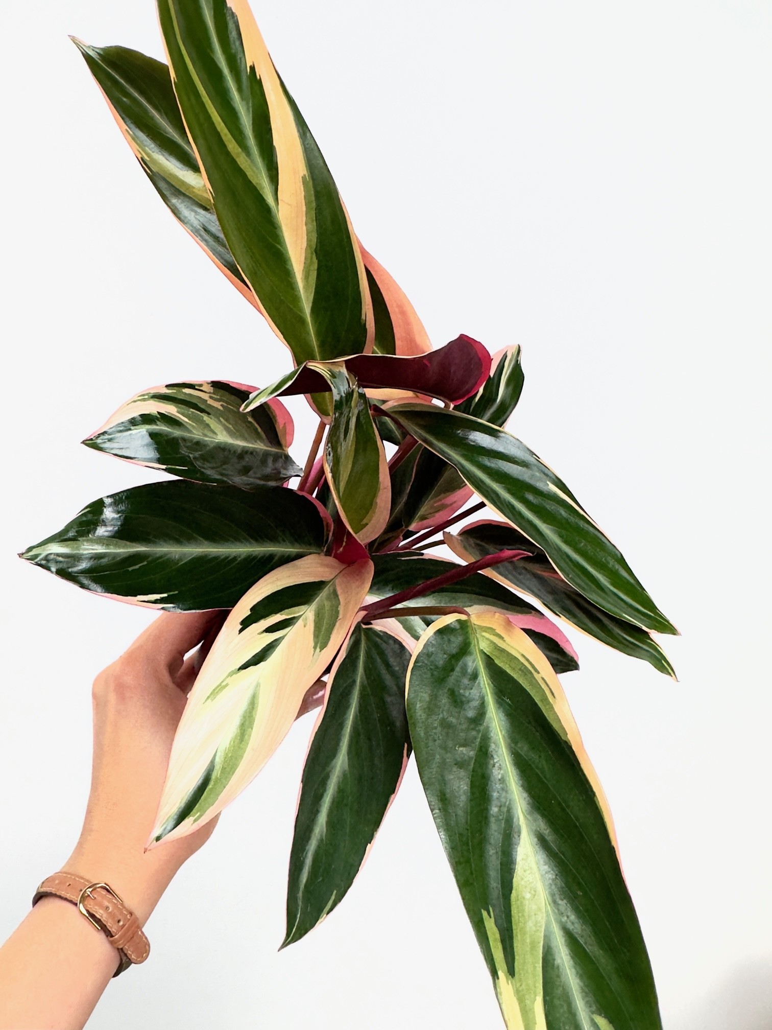 Stromanthe Triostar