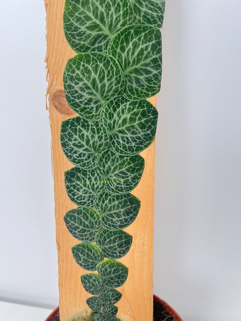Raphidophora Cryptantha