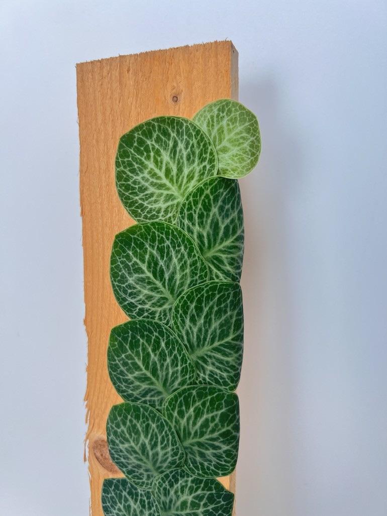 Raphidophora Cryptantha