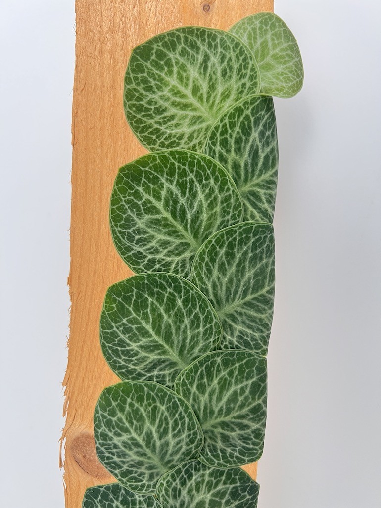 Raphidophora Cryptantha
