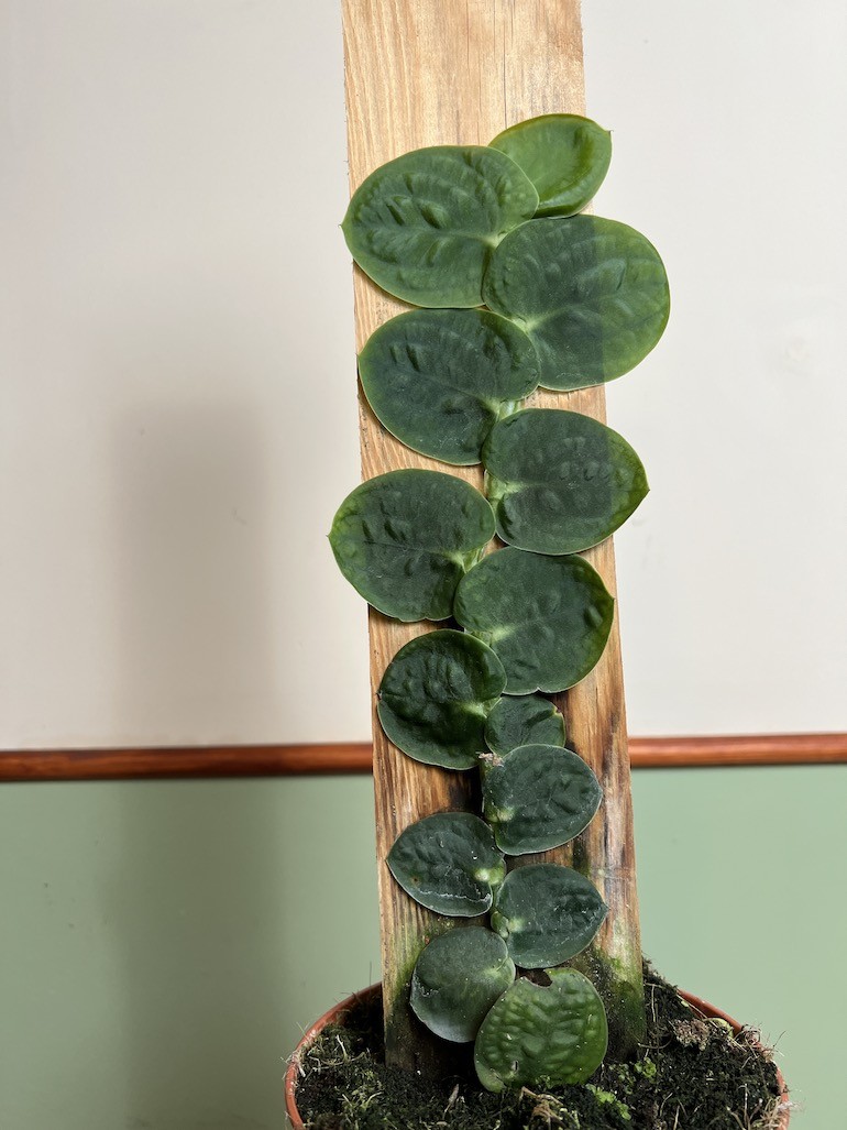 Raphidophora Tenius |Cała Roślina