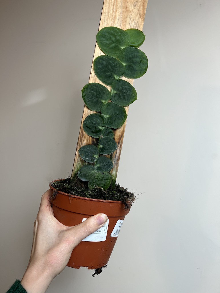 Raphidophora Tenius |Cała Roślina