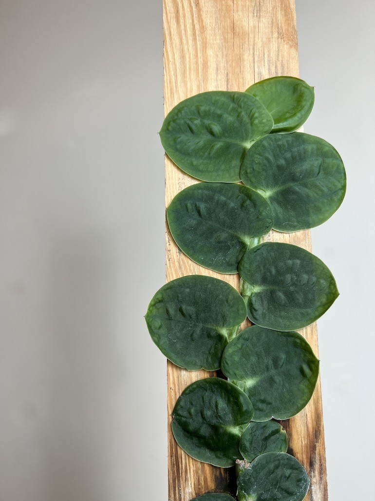 Raphidophora Tenius |Cała Roślina