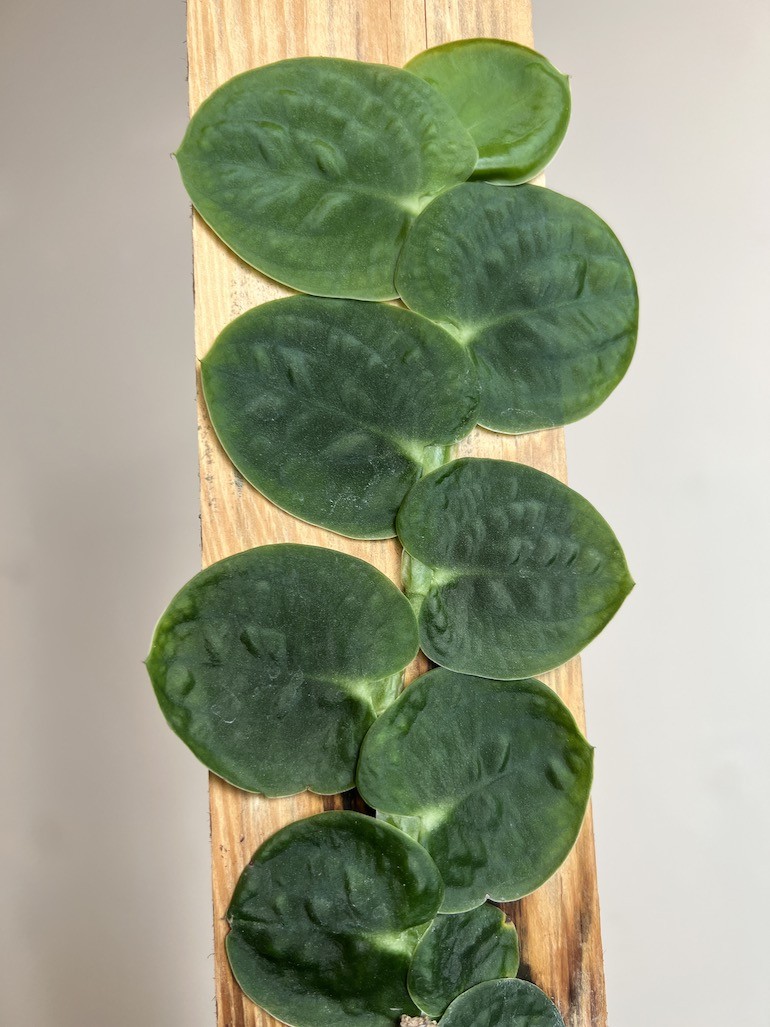 Raphidophora Tenius |Cała Roślina