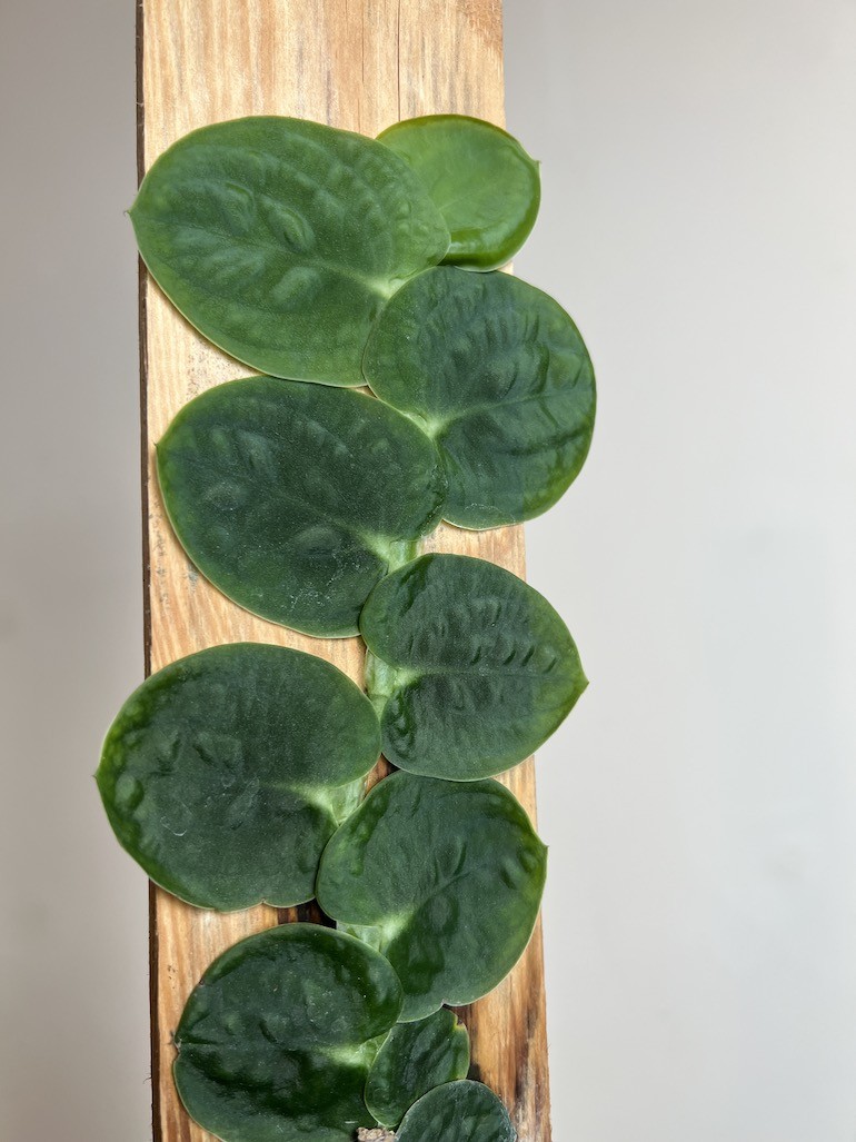 Raphidophora Tenius |Cała Roślina