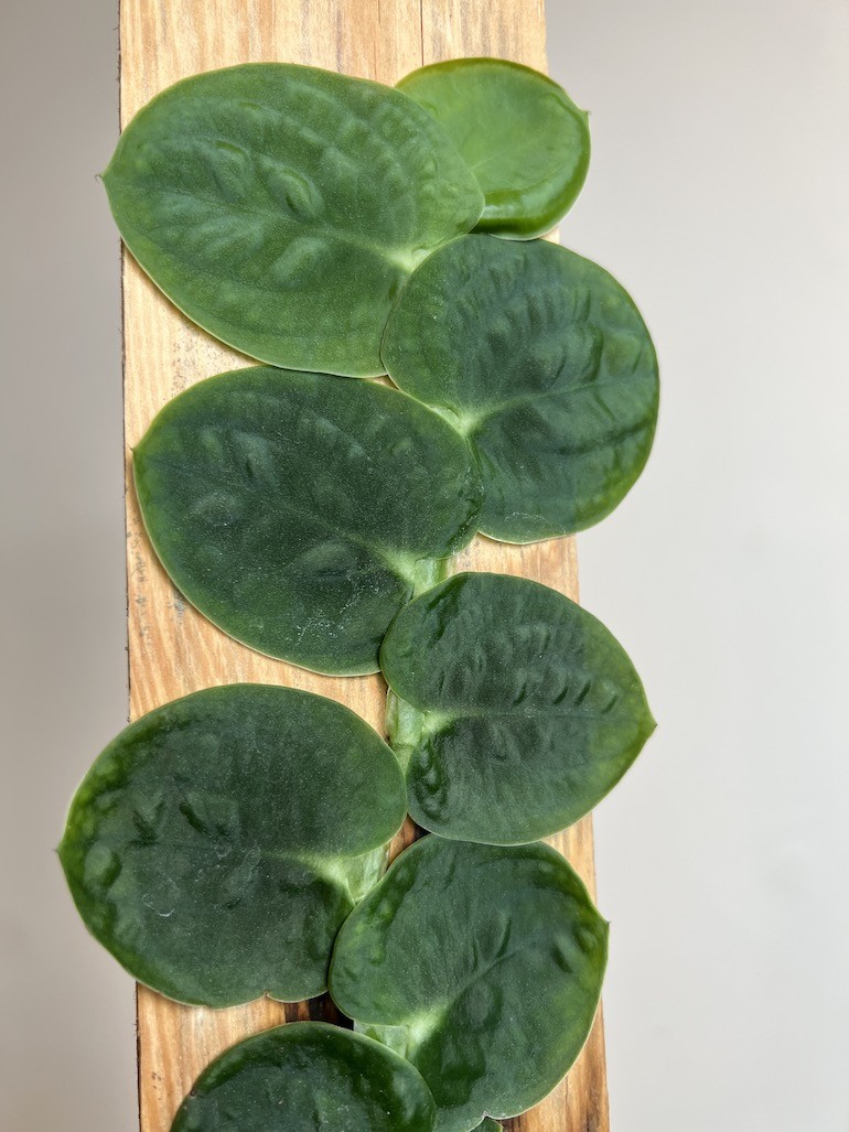 Raphidophora Tenius |Cała Roślina