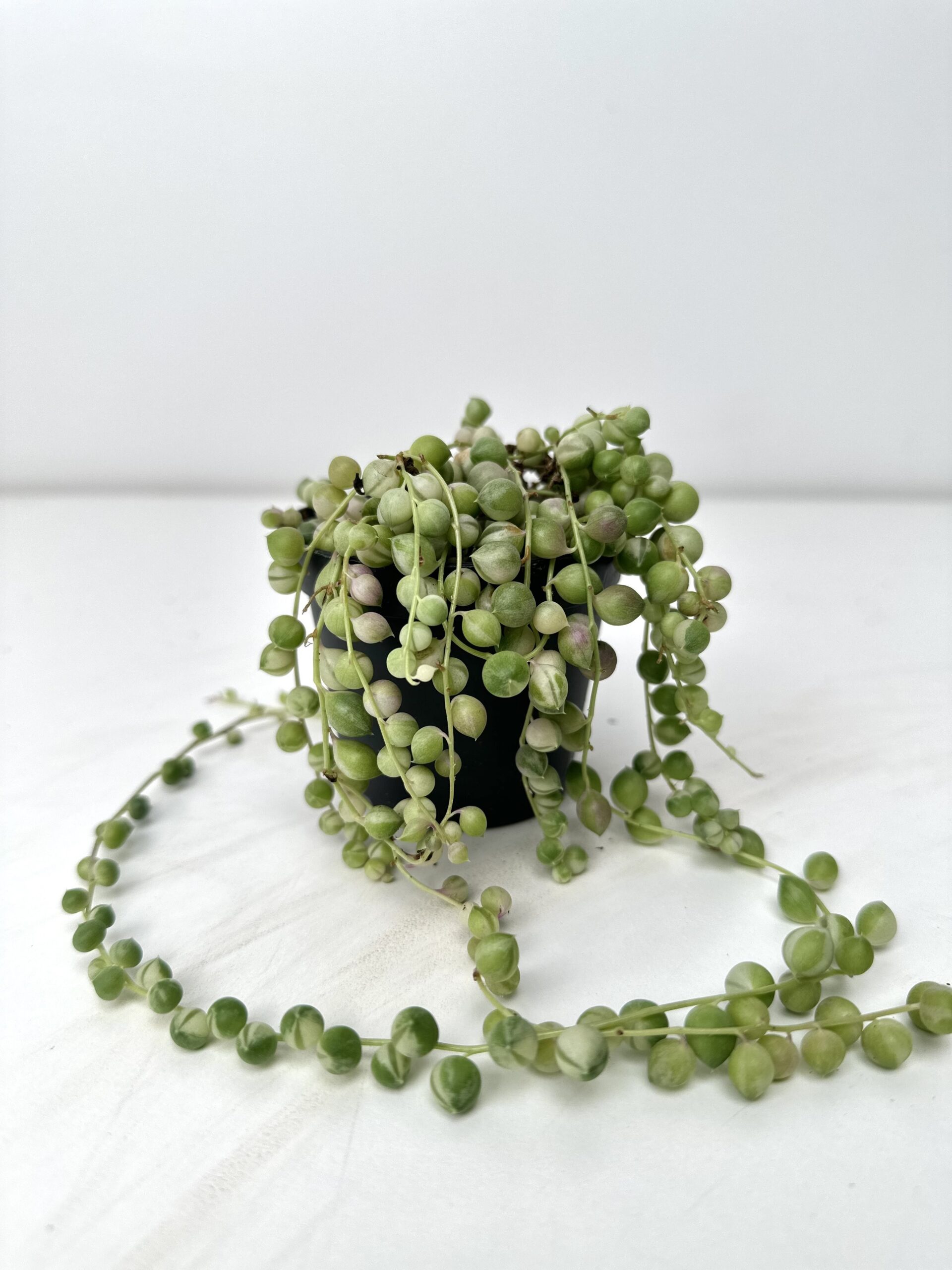 Senecio rowleyanus Variegata