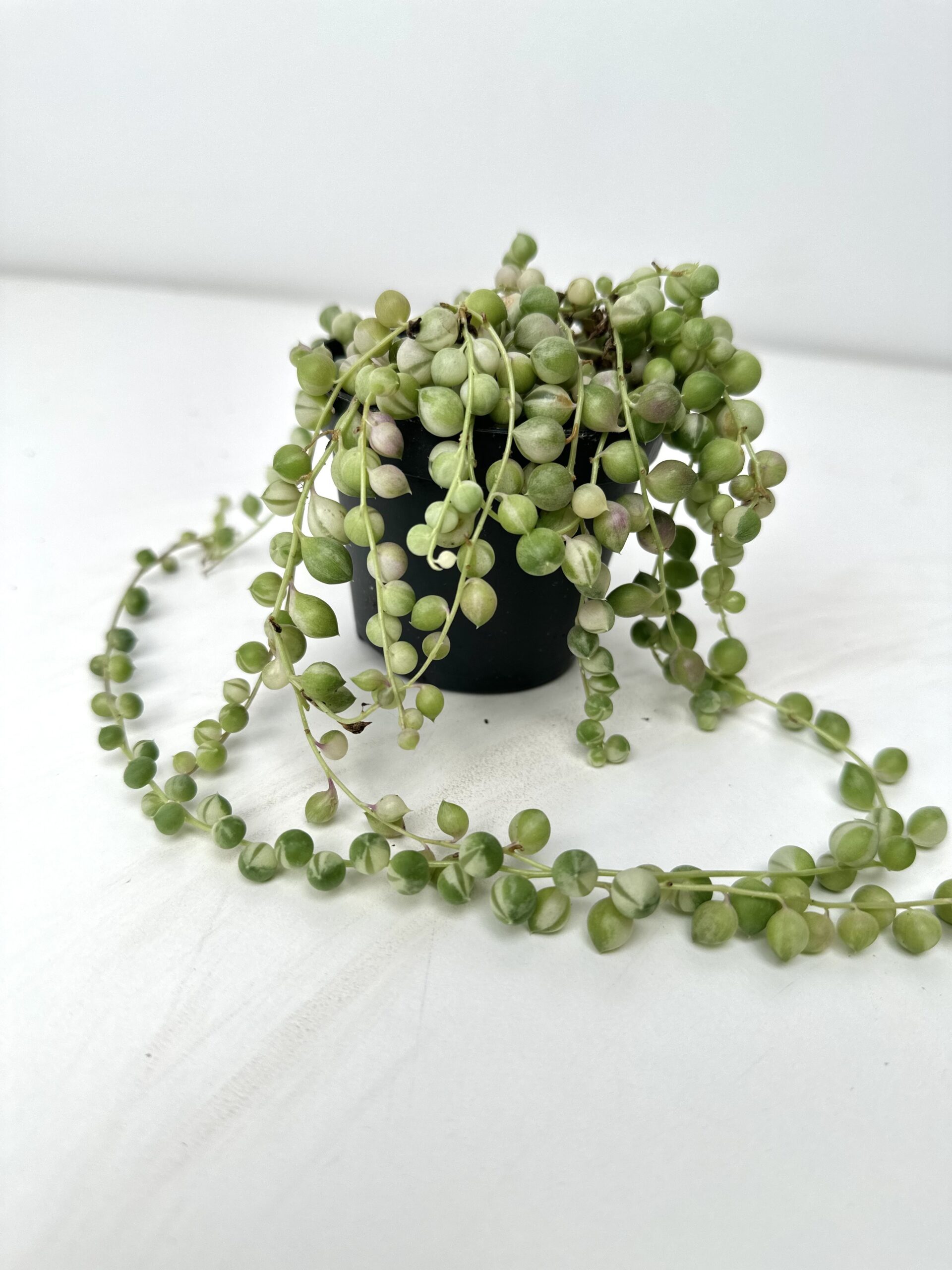 Senecio rowleyanus Variegata